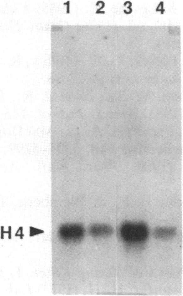 https://cdn.ncbi.nlm.nih.gov/pmc/blobs/4bf2/299549/8c2a979bf07c/pnas00338-0232-a.jpg