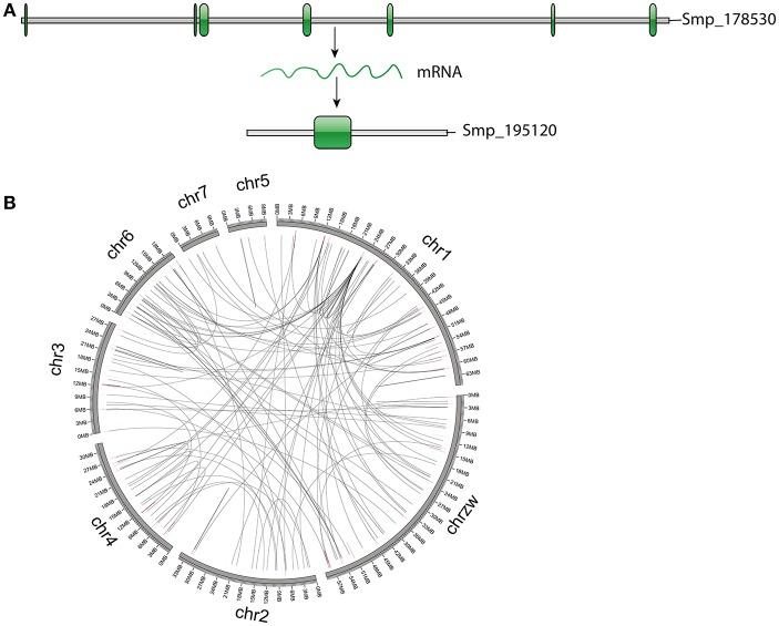https://cdn.ncbi.nlm.nih.gov/pmc/blobs/4bf5/5613093/a403257b1d95/fcimb-07-00412-g0005.jpg