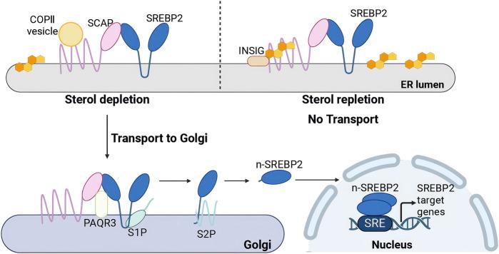 https://cdn.ncbi.nlm.nih.gov/pmc/blobs/4bfa/12041066/ef12bccc9798/fphar-16-1535691-g004.jpg