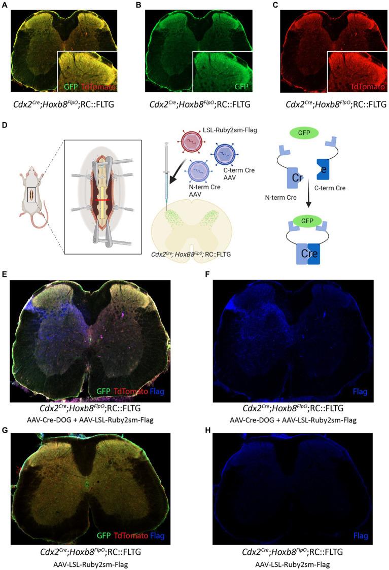 https://cdn.ncbi.nlm.nih.gov/pmc/blobs/4bfc/10437123/815d65241910/fnmol-16-1176823-g006.jpg