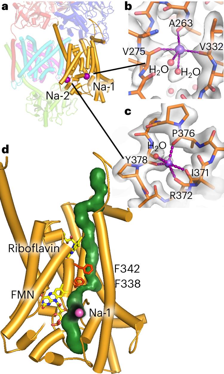 https://cdn.ncbi.nlm.nih.gov/pmc/blobs/4bfe/10643135/7389cbcb22fc/41594_2023_1099_Fig5_HTML.jpg