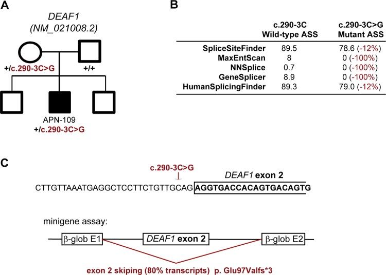 https://cdn.ncbi.nlm.nih.gov/pmc/blobs/4bfe/4215287/3c4d9efce4d4/jmedgenet-2014-102554f01.jpg