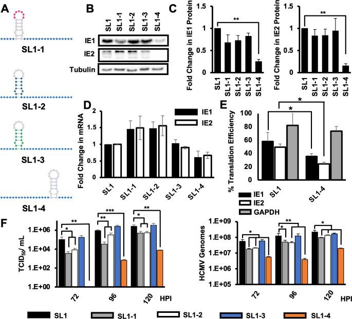 https://cdn.ncbi.nlm.nih.gov/pmc/blobs/4bff/10865803/6b33687fd90c/mbio.02621-23.f007.jpg