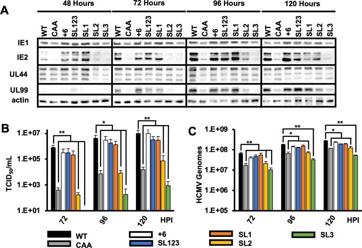 https://cdn.ncbi.nlm.nih.gov/pmc/blobs/4bff/10865803/a28ccdbcb3a1/mbio.02621-23.f004.jpg