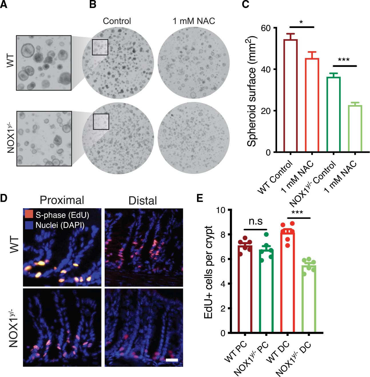 https://cdn.ncbi.nlm.nih.gov/pmc/blobs/4c04/10327654/17d86c6611fe/nihms-1904679-f0004.jpg
