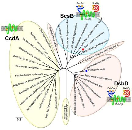 https://cdn.ncbi.nlm.nih.gov/pmc/blobs/4c04/3322552/ac632f129e39/mbo0021212560002.jpg