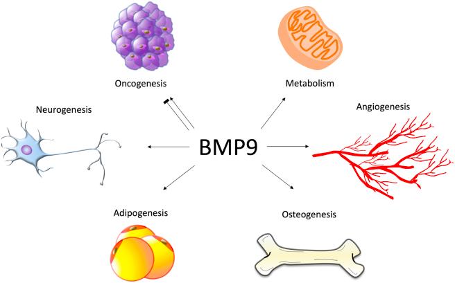 https://cdn.ncbi.nlm.nih.gov/pmc/blobs/4c06/6997590/a815a09e2e5e/gr5.jpg