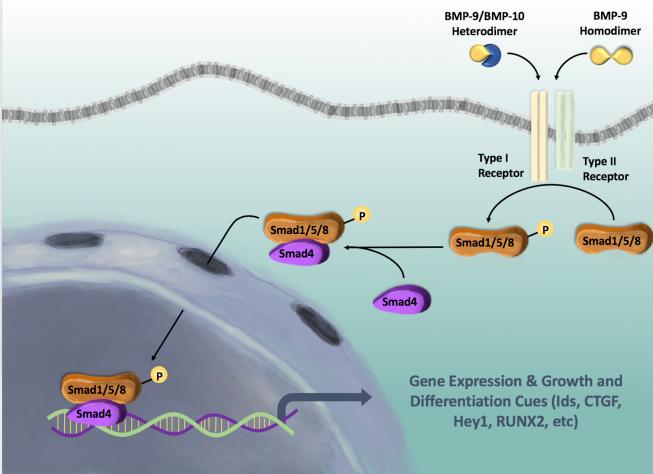 https://cdn.ncbi.nlm.nih.gov/pmc/blobs/4c06/6997590/c25b08976385/gr1.jpg