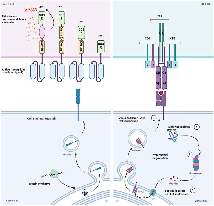 https://cdn.ncbi.nlm.nih.gov/pmc/blobs/4c13/11931055/a31c6f769c30/fphar-16-1493346-g001.jpg
