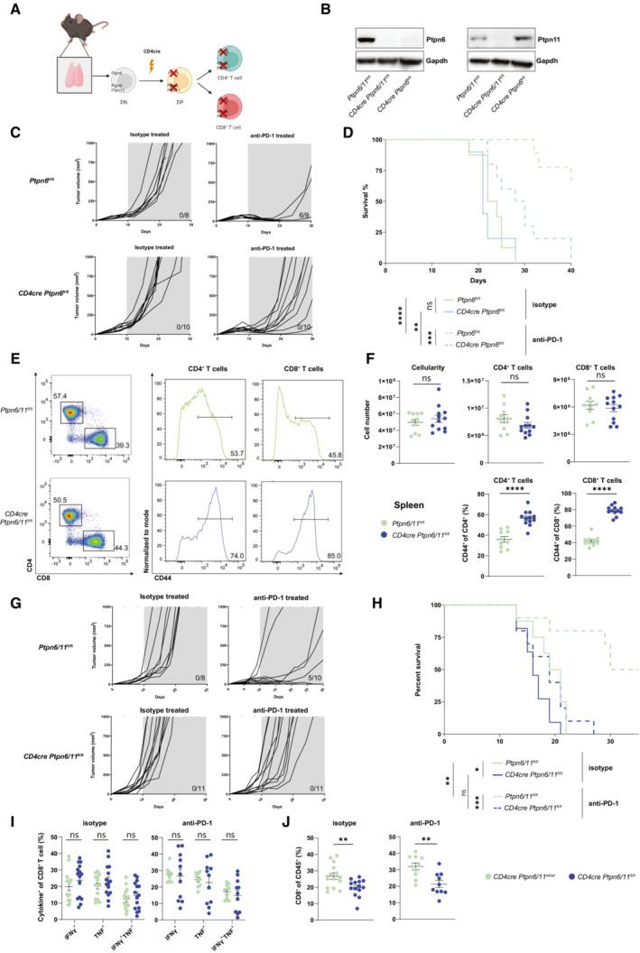 https://cdn.ncbi.nlm.nih.gov/pmc/blobs/4c14/9638855/4b0a37d75b3a/EMBR-23-e55399-g006.jpg