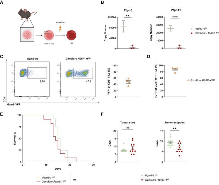 https://cdn.ncbi.nlm.nih.gov/pmc/blobs/4c14/9638855/8eeb44e0375d/EMBR-23-e55399-g004.jpg
