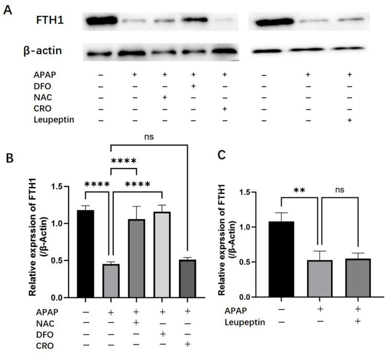 https://cdn.ncbi.nlm.nih.gov/pmc/blobs/4c16/12347875/b4612725bbf5/ijms-26-07585-g005.jpg