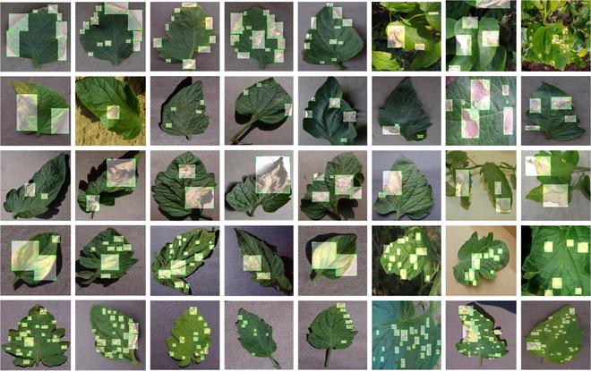https://cdn.ncbi.nlm.nih.gov/pmc/blobs/4c17/10204740/135371b88b4f/plantphenomics.0042.fig.002.jpg