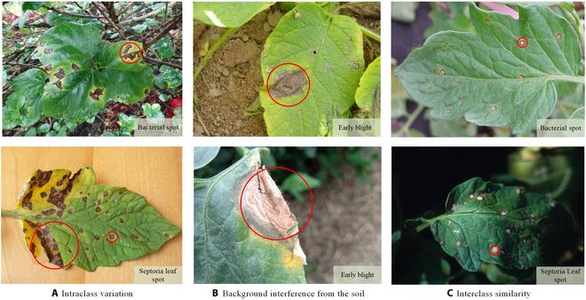 https://cdn.ncbi.nlm.nih.gov/pmc/blobs/4c17/10204740/6ba05df0e251/plantphenomics.0042.fig.001.jpg