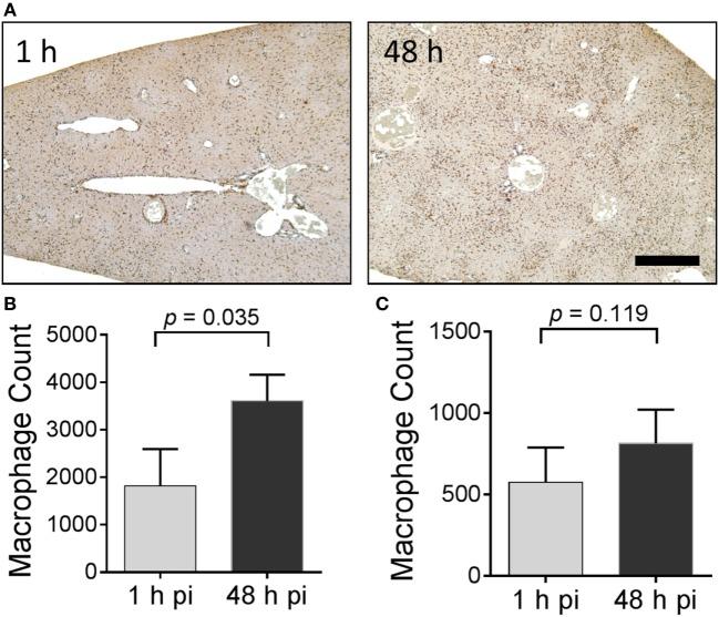 https://cdn.ncbi.nlm.nih.gov/pmc/blobs/4c17/5591422/b4fff6c7443e/fimmu-08-01082-g008.jpg