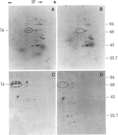 https://cdn.ncbi.nlm.nih.gov/pmc/blobs/4c1a/393421/2eb54e3fd669/pnas00628-0257-a.jpg