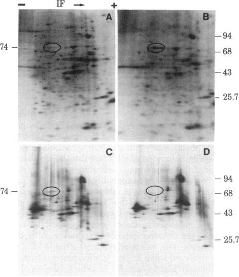 https://cdn.ncbi.nlm.nih.gov/pmc/blobs/4c1a/393421/3a6458b84f01/pnas00628-0259-a.jpg