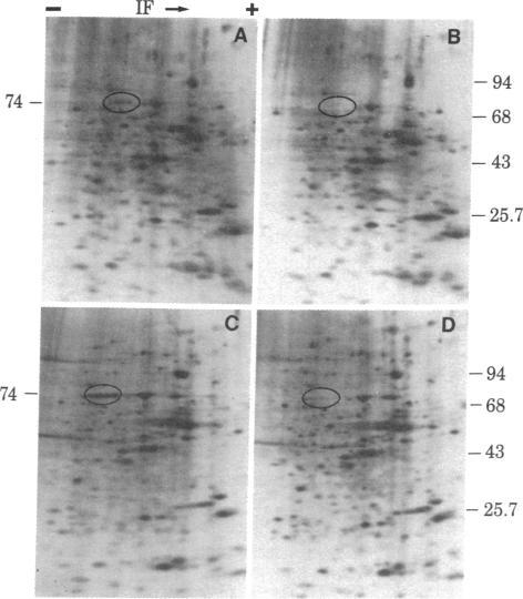https://cdn.ncbi.nlm.nih.gov/pmc/blobs/4c1a/393421/e59c749da4e4/pnas00628-0258-a.jpg