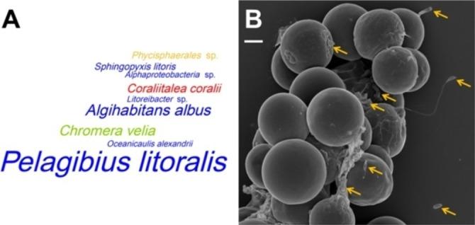 https://cdn.ncbi.nlm.nih.gov/pmc/blobs/4c23/10107727/6006fba37120/CBIC-24-0-g009.jpg