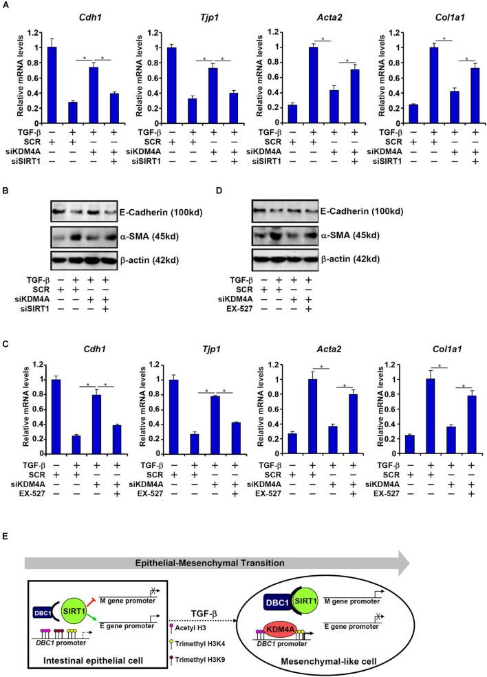 https://cdn.ncbi.nlm.nih.gov/pmc/blobs/4c2a/8493255/4cdb2de6e903/fcell-09-697614-g006.jpg