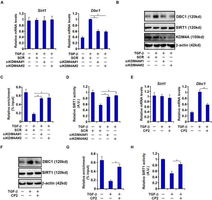 https://cdn.ncbi.nlm.nih.gov/pmc/blobs/4c2a/8493255/aeb33e04f4c1/fcell-09-697614-g005.jpg