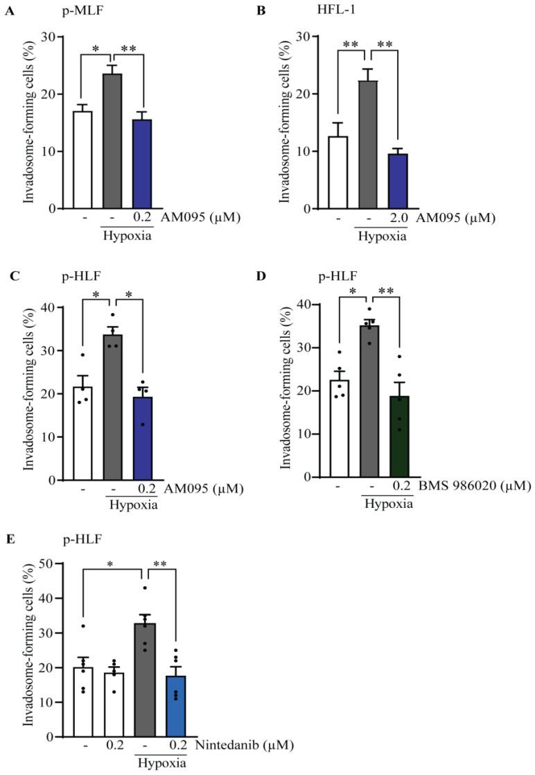 https://cdn.ncbi.nlm.nih.gov/pmc/blobs/4c2b/11240699/448700ee1318/cells-13-01152-g007.jpg