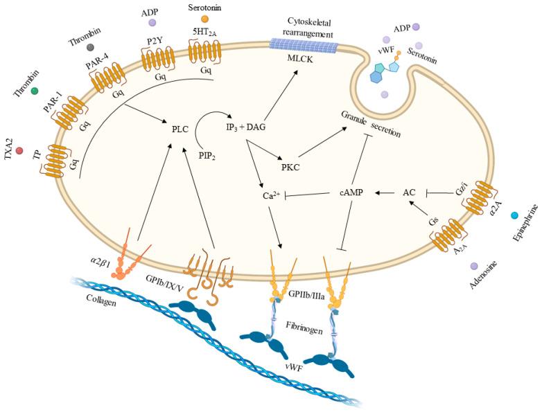 https://cdn.ncbi.nlm.nih.gov/pmc/blobs/4c2e/10531614/cb4c6650f011/jcm-12-06074-g001.jpg
