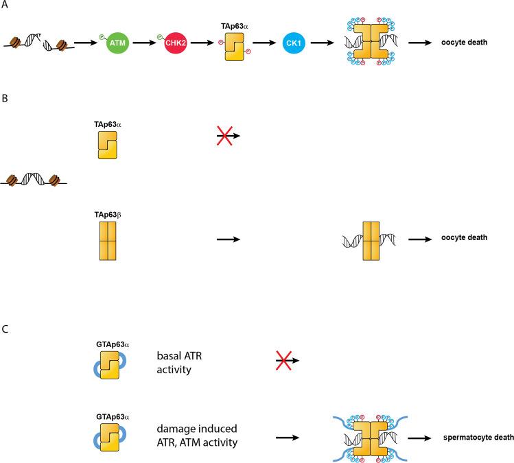 https://cdn.ncbi.nlm.nih.gov/pmc/blobs/4c2f/8257794/df67071dc0c1/41418_2021_818_Fig1_HTML.jpg