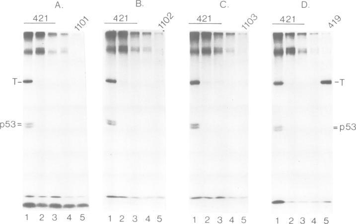 https://cdn.ncbi.nlm.nih.gov/pmc/blobs/4c36/555307/85f490cbedee/emboj00262-0031-a.jpg