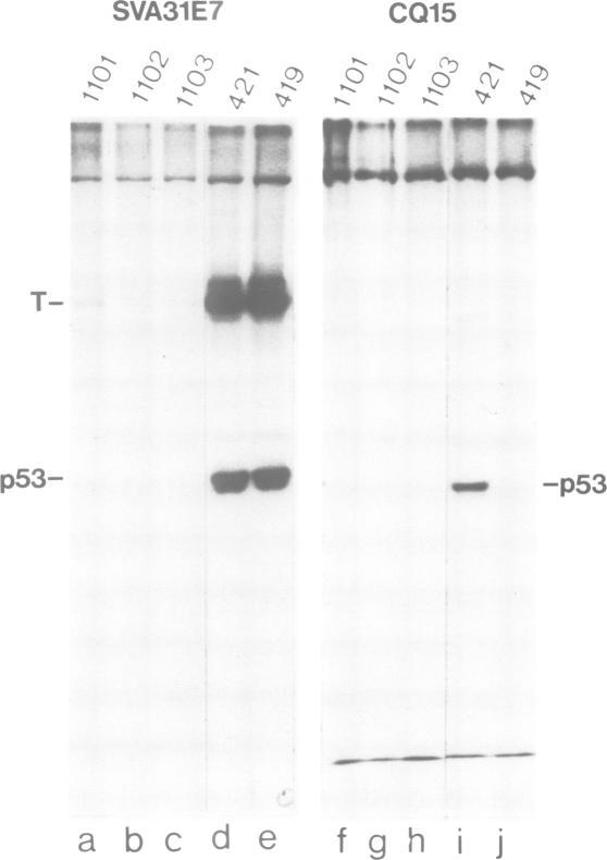 https://cdn.ncbi.nlm.nih.gov/pmc/blobs/4c36/555307/fe531b153d48/emboj00262-0033-a.jpg