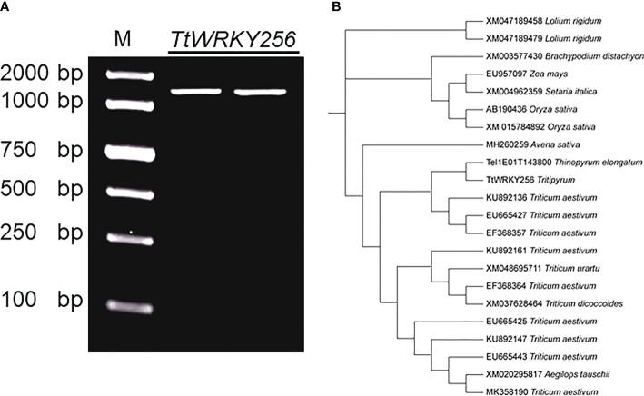 https://cdn.ncbi.nlm.nih.gov/pmc/blobs/4c38/9795024/b7c65feb811e/fpls-13-1042078-g007.jpg