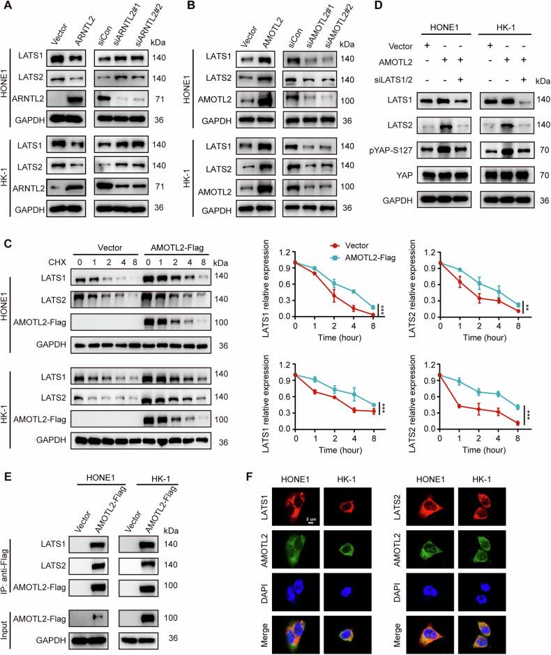 https://cdn.ncbi.nlm.nih.gov/pmc/blobs/4c3a/11220028/1c74fe2b33e9/41419_2024_6860_Fig5_HTML.jpg