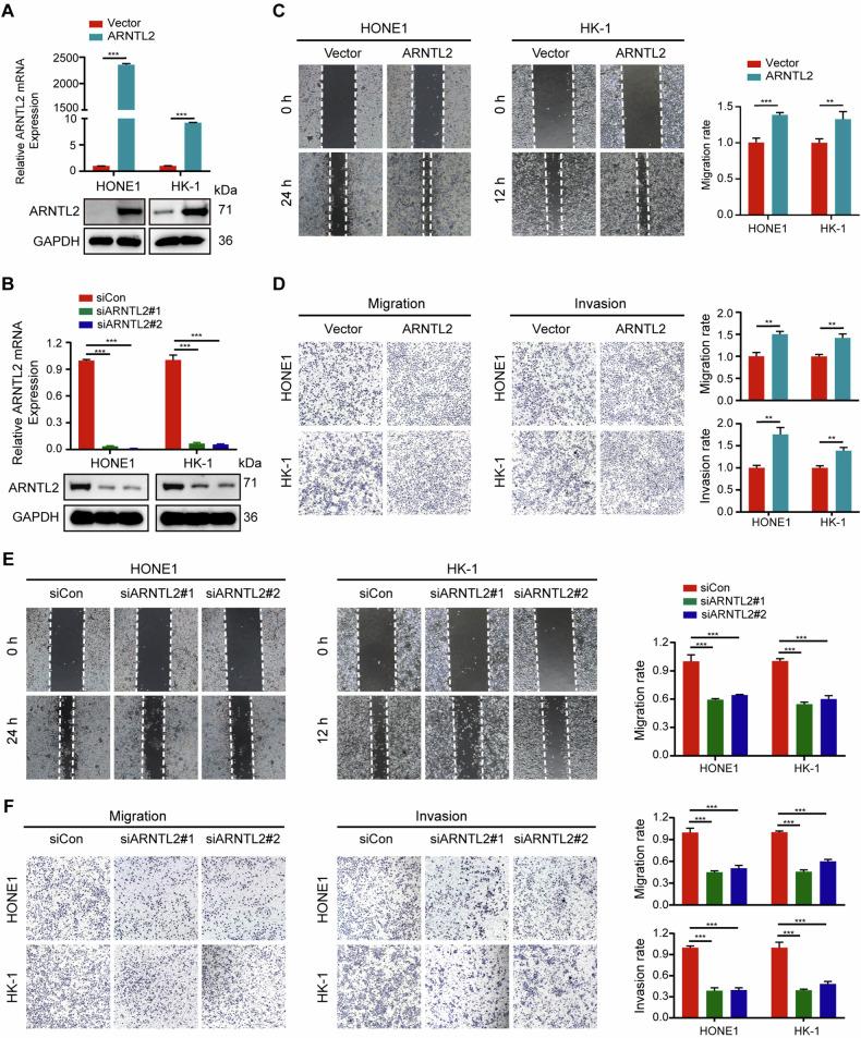 https://cdn.ncbi.nlm.nih.gov/pmc/blobs/4c3a/11220028/d25616c2aa71/41419_2024_6860_Fig2_HTML.jpg