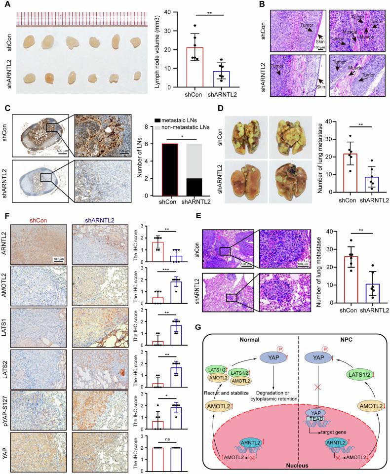 https://cdn.ncbi.nlm.nih.gov/pmc/blobs/4c3a/11220028/f419f4fa315b/41419_2024_6860_Fig7_HTML.jpg