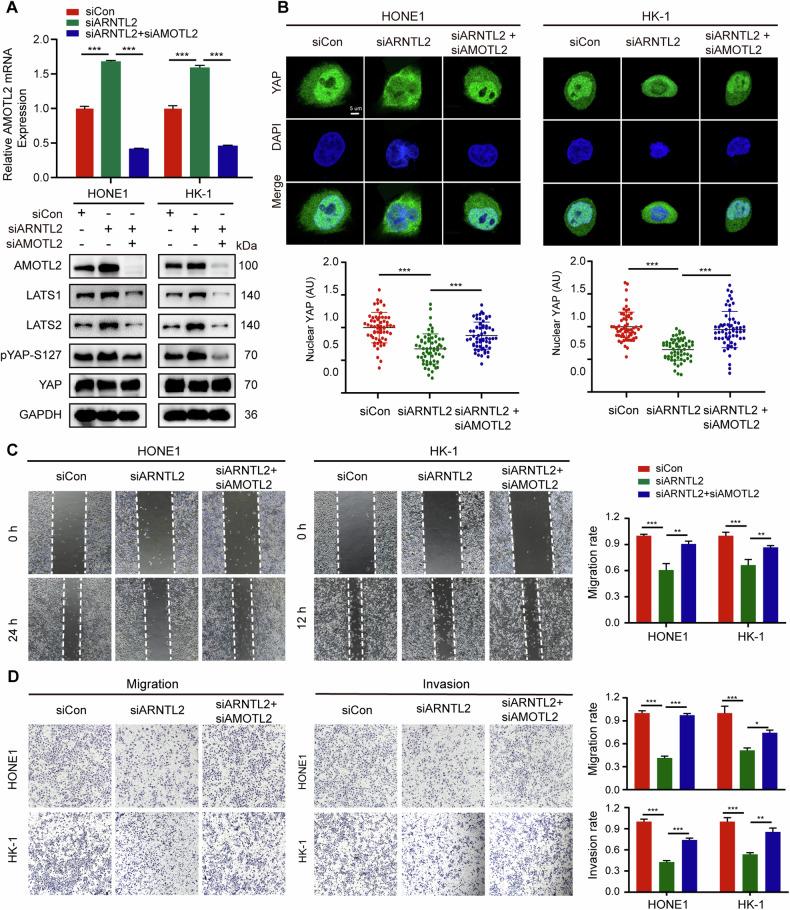 https://cdn.ncbi.nlm.nih.gov/pmc/blobs/4c3a/11220028/f4e88c9bcf34/41419_2024_6860_Fig6_HTML.jpg