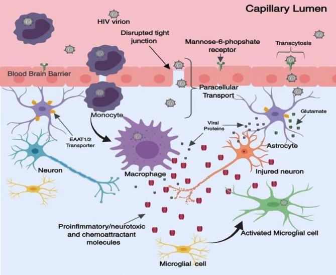 https://cdn.ncbi.nlm.nih.gov/pmc/blobs/4c3c/11605981/975acd2a9c61/12981_2024_677_Fig1_HTML.jpg