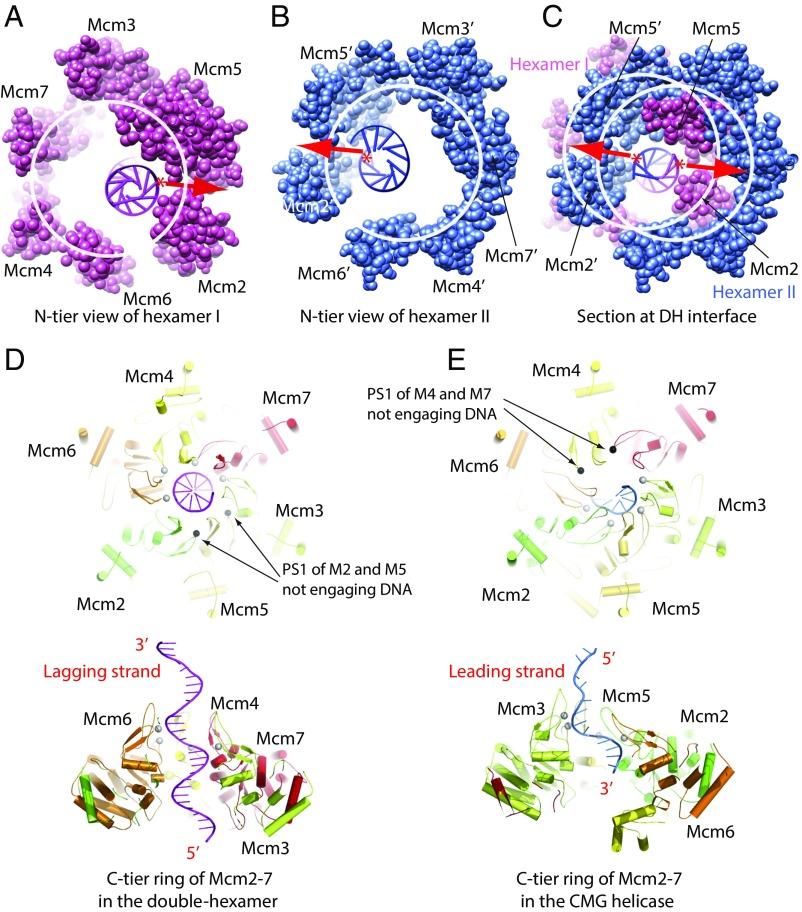 https://cdn.ncbi.nlm.nih.gov/pmc/blobs/4c45/5692578/218de588e32a/pnas.1712537114fig06.jpg