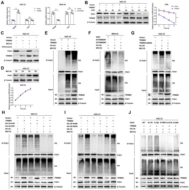 https://cdn.ncbi.nlm.nih.gov/pmc/blobs/4c46/11234210/73492a5fe85d/ijbsv20p3656g008.jpg