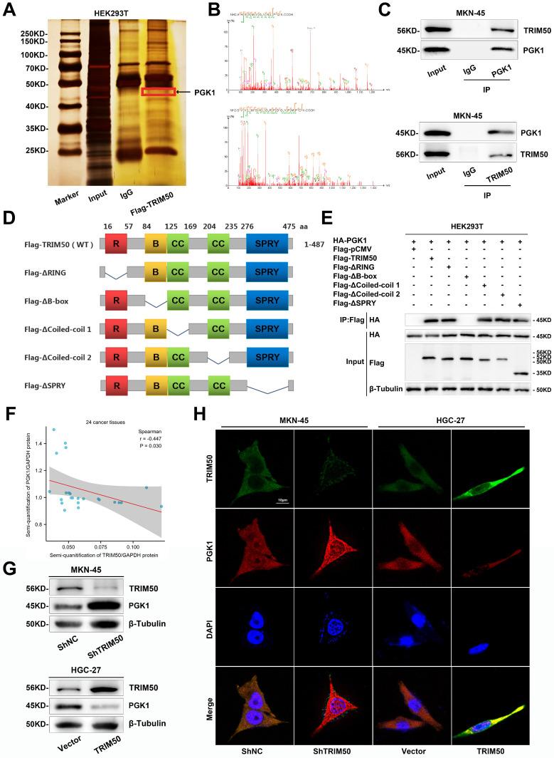 https://cdn.ncbi.nlm.nih.gov/pmc/blobs/4c46/11234210/7378fb3d067c/ijbsv20p3656g006.jpg