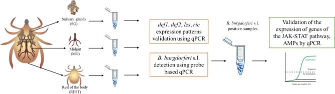 https://cdn.ncbi.nlm.nih.gov/pmc/blobs/4c46/11754740/03501bd8984c/41598_2025_87506_Fig2_HTML.jpg