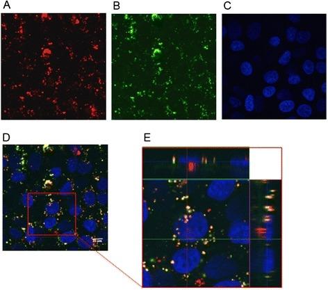 https://cdn.ncbi.nlm.nih.gov/pmc/blobs/4c47/4424546/7b04ac7d5623/12951_2015_88_Fig6_HTML.jpg