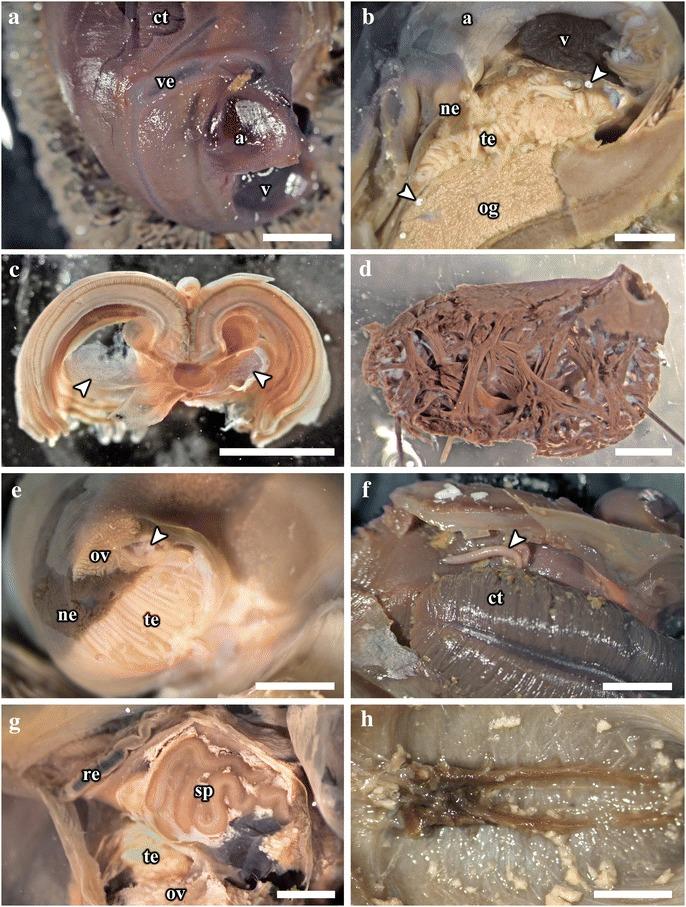https://cdn.ncbi.nlm.nih.gov/pmc/blobs/4c47/4470333/01f720b532ba/12983_2015_105_Fig7_HTML.jpg