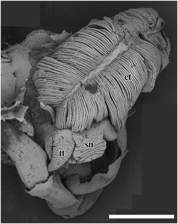 https://cdn.ncbi.nlm.nih.gov/pmc/blobs/4c47/4470333/0cb16d3c5fb5/12983_2015_105_Fig2_HTML.jpg
