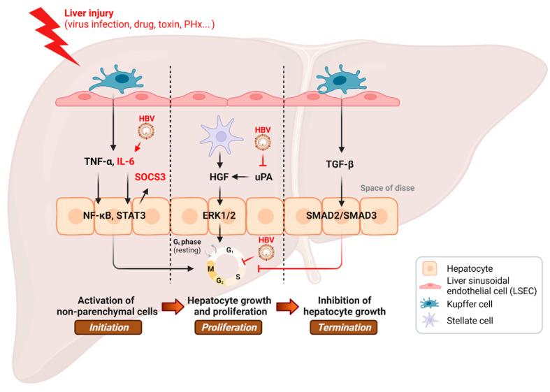https://cdn.ncbi.nlm.nih.gov/pmc/blobs/4c49/9329784/4b066380e742/cancers-14-03566-g001.jpg