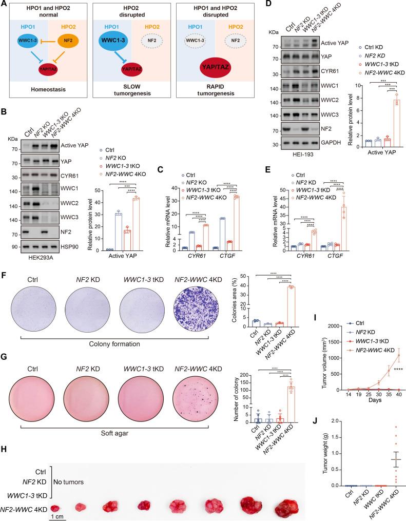 https://cdn.ncbi.nlm.nih.gov/pmc/blobs/4c4e/11753430/04220842681c/sciadv.adp4765-f4.jpg