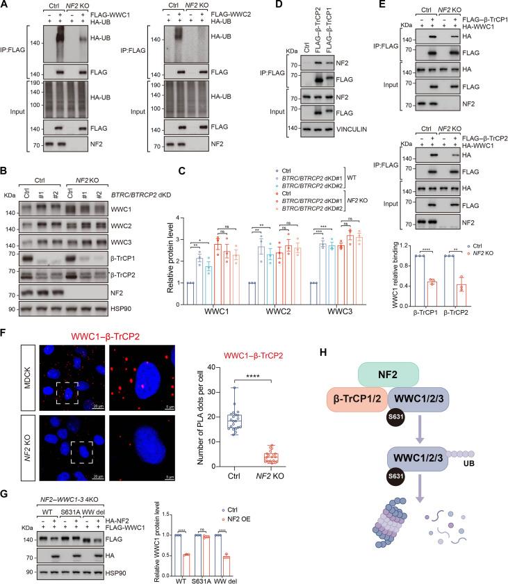 https://cdn.ncbi.nlm.nih.gov/pmc/blobs/4c4e/11753430/4f6c5e21039d/sciadv.adp4765-f3.jpg