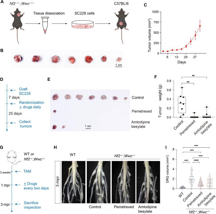 https://cdn.ncbi.nlm.nih.gov/pmc/blobs/4c4e/11753430/edf2c19195da/sciadv.adp4765-f8.jpg