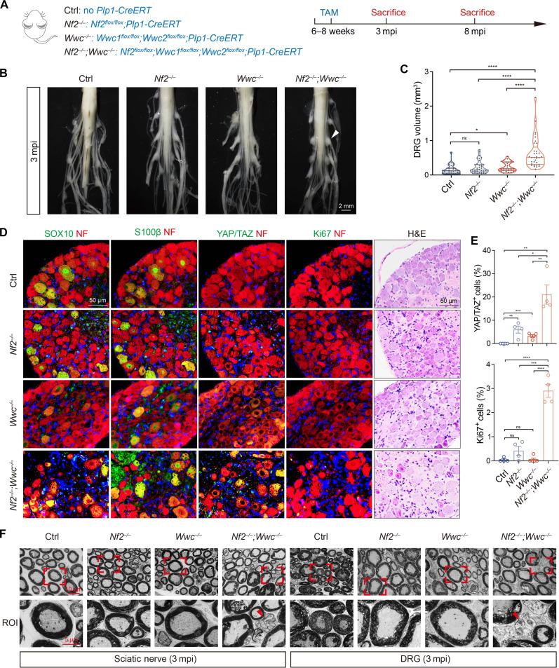 https://cdn.ncbi.nlm.nih.gov/pmc/blobs/4c4e/11753430/fe5d218d6323/sciadv.adp4765-f5.jpg