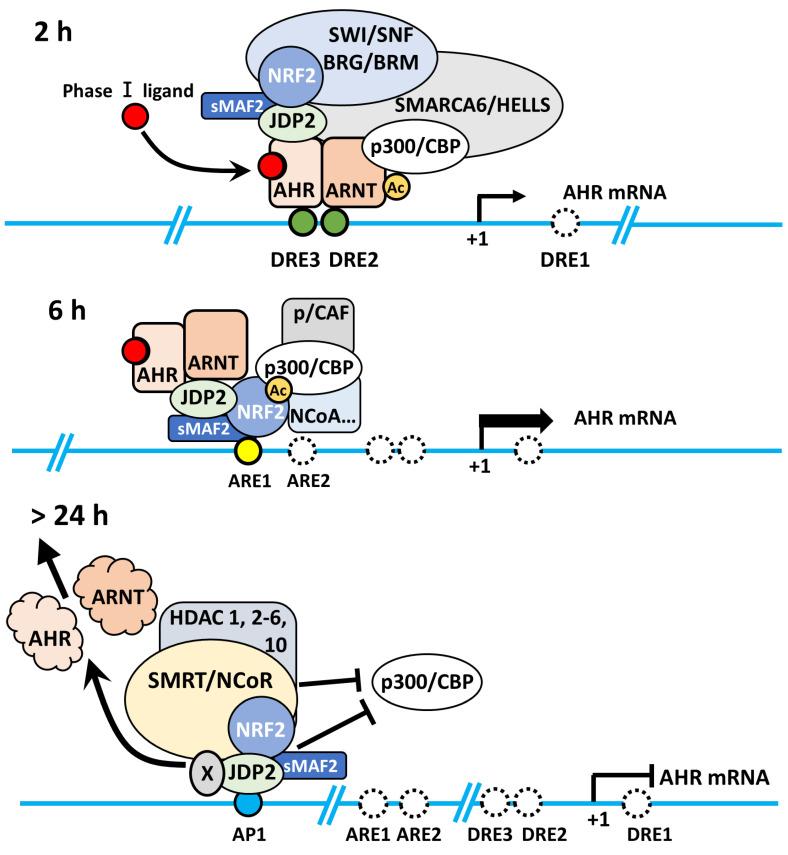 https://cdn.ncbi.nlm.nih.gov/pmc/blobs/4c56/12320239/2af9387e6834/ijbsv21p4504g002.jpg