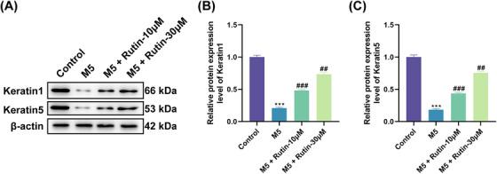 https://cdn.ncbi.nlm.nih.gov/pmc/blobs/4c57/11337924/103bb4ebc11a/SRT-30-e70011-g001.jpg